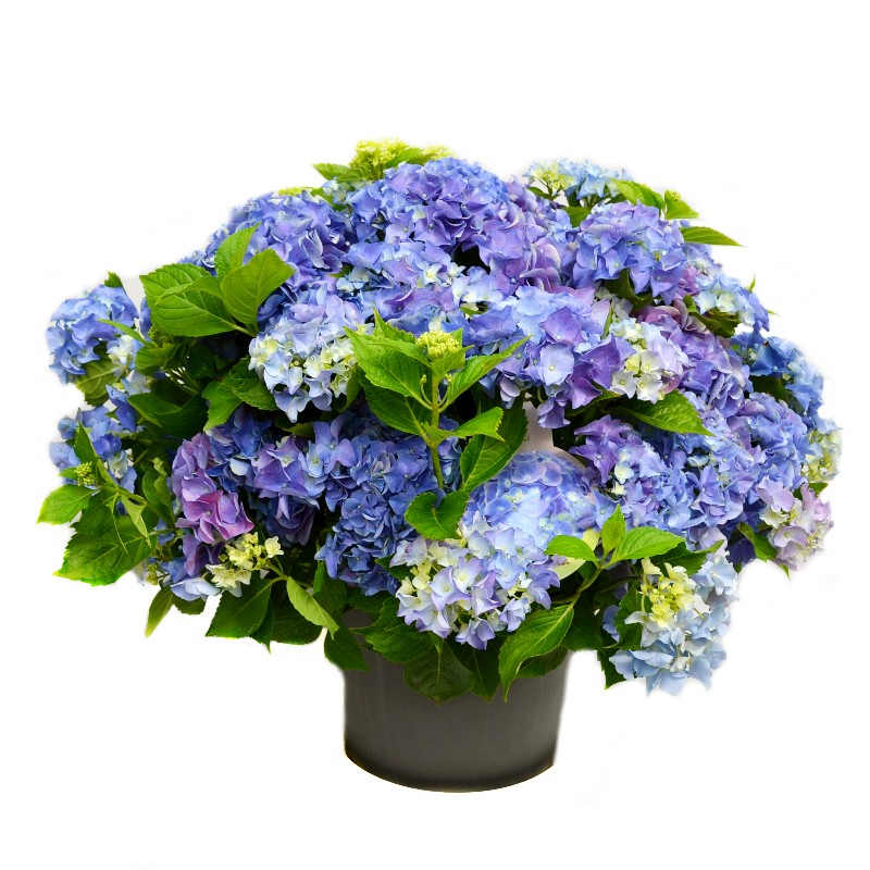 Comanda hortensie cu flori -  Plante de gradina - hortensia