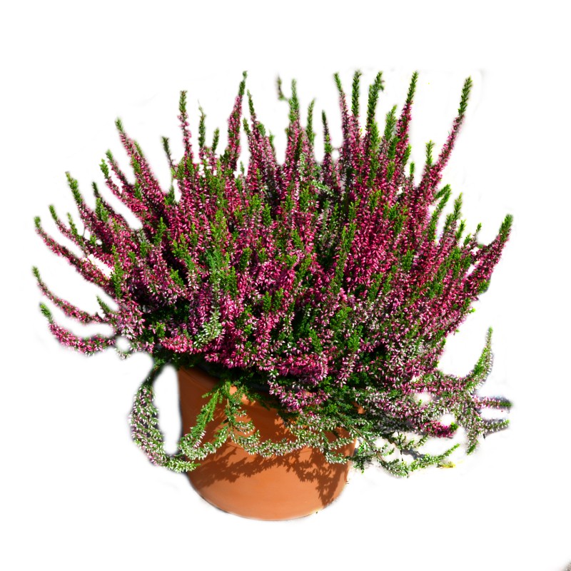 Calluna vulgaris - plante de gradina - flori de toamna