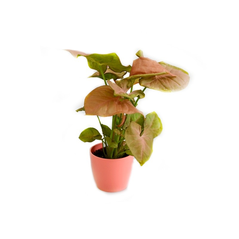 Comanda Syngonium mini - plante cu frunze colorate