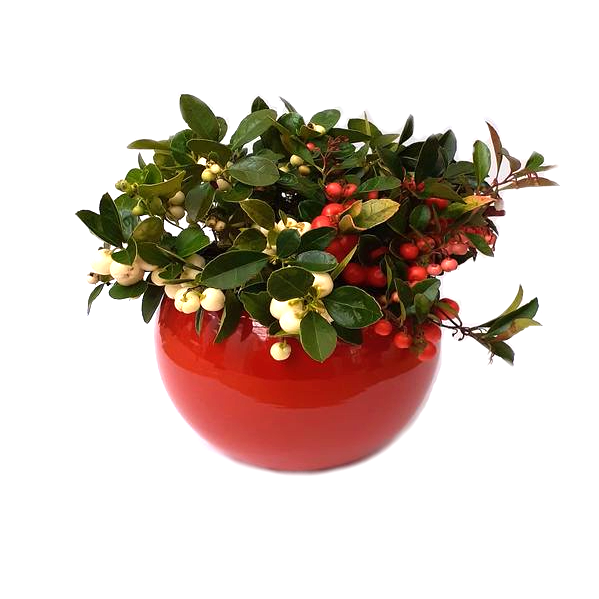 Gaultheria Duo