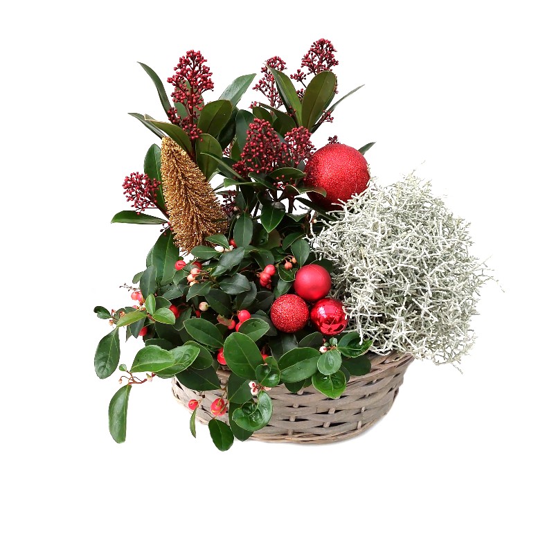 Aranjament cu plante de Craciun