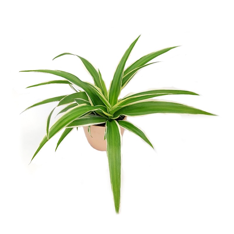 Planta paianjen mini