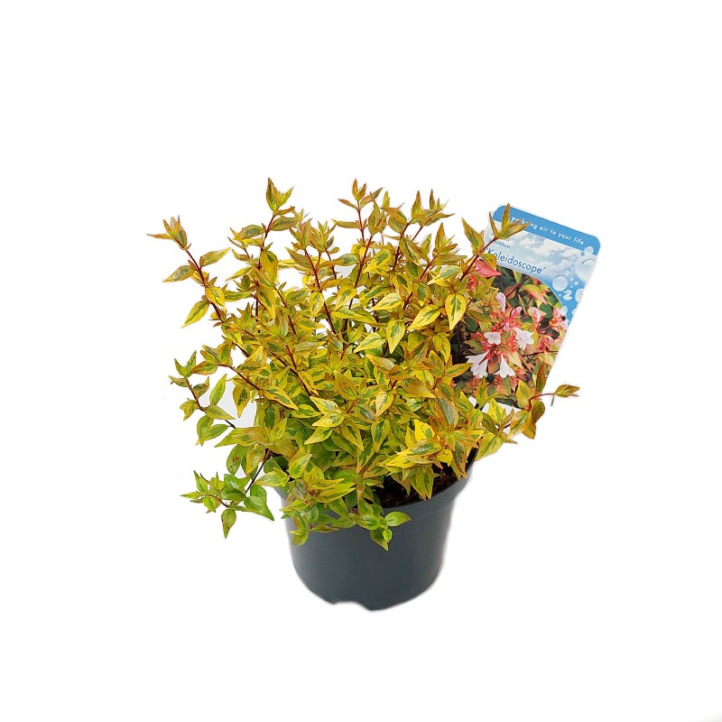 Comanda Abelia - Flori de gradina