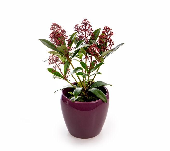 Comanda Liliac japonez - Skimmia japonia `Rubella` - arbusti ornamentali online