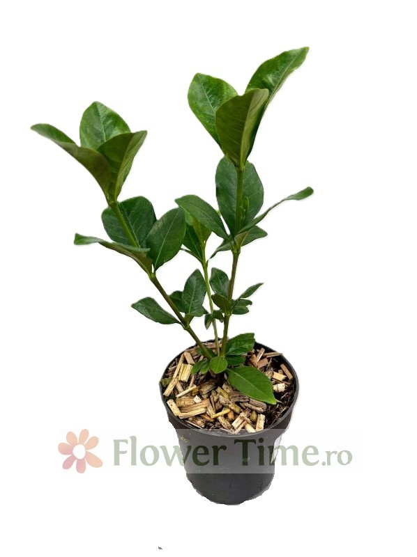 Comanda Gardenia jasminioides - Gardenia pe tulpina - flori de vanzare