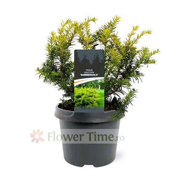 Tisa - Taxus baccata Plante de vanzare