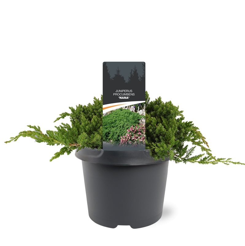 Comanda Ienupar tarator (Juniperus procumbens Nana) - conifere de vanzare