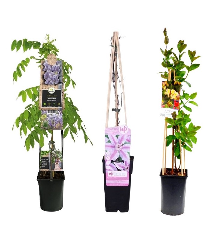 Pachet plante cataratoare cu flori colorate
