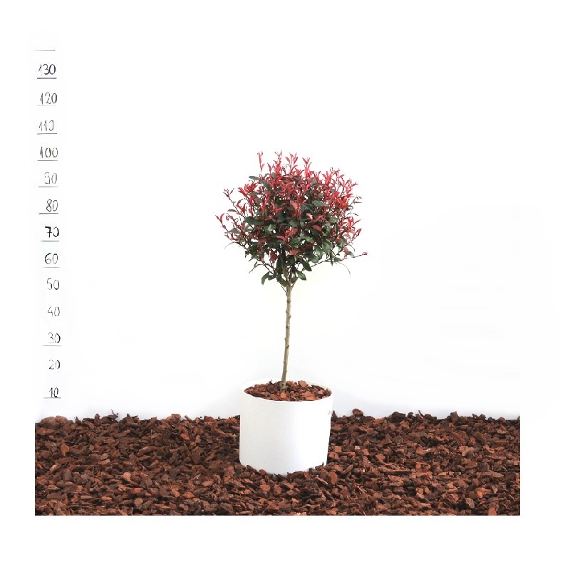  Photinia x fraseri ”Little Red Robin” - bila pe trunchi - plante pentru gard viu