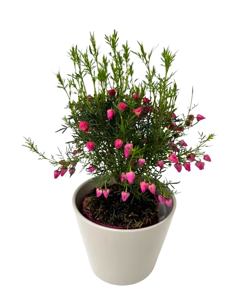 Boronia heterophylla plantă ornamentală parfumată cu flori roz în grădină
