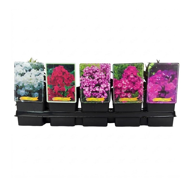 Phlox paniculata, Flox sau brumarele inalte - comanda online