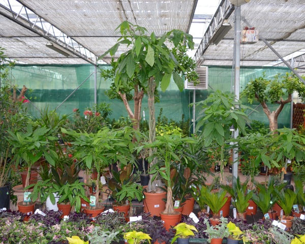 Pachira sau Arborele banilor cu tulpini impletite