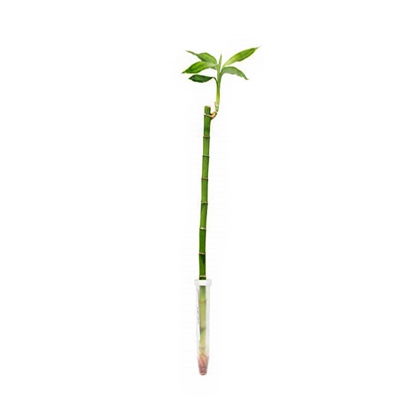 1 Martie – Mărțișor natural: de ce plantele în ghiveci sunt cadoul perfect