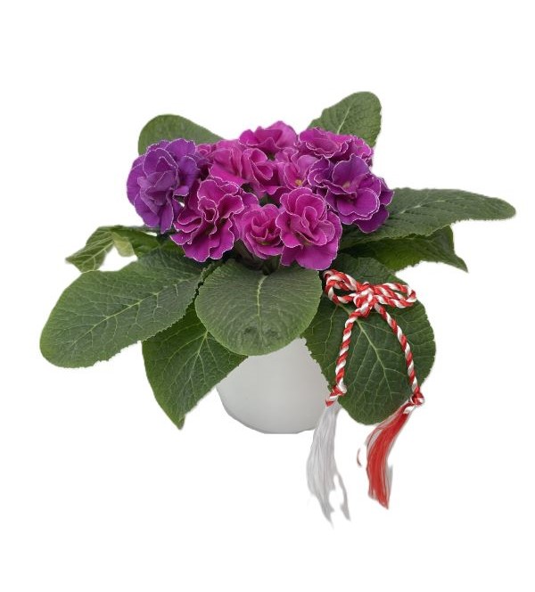 1771572488primula_roz_cu_ghiveci_ceramic.jpg