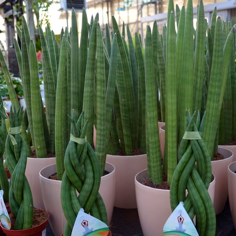 sansevieria_planta_sarpe_flori_de_apartament_rezistente_la_umbra.jpg