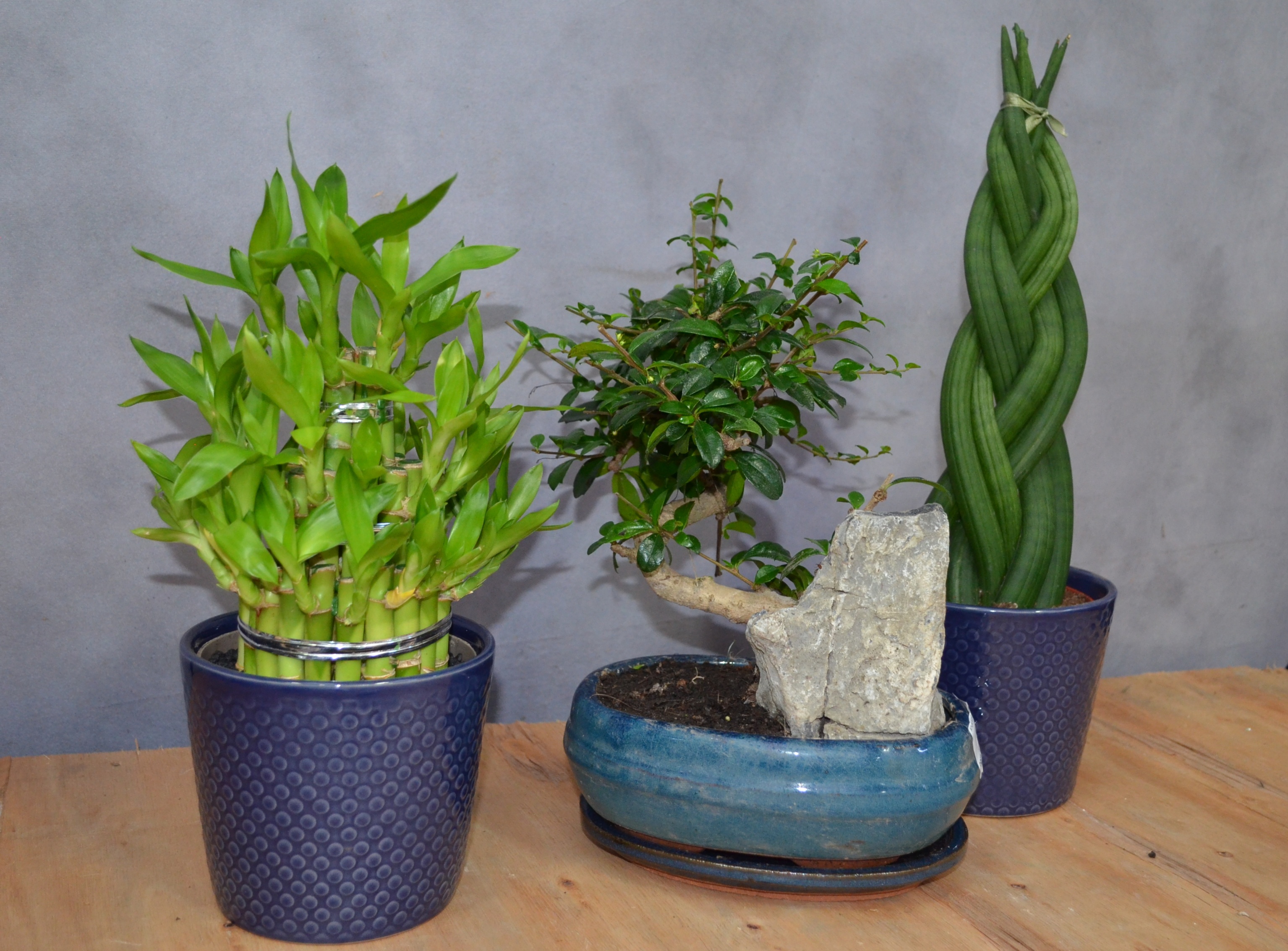 10 plante Feng Shui pentru casă. Sunt benefice pentru toată familia și atrag energie pozitivă