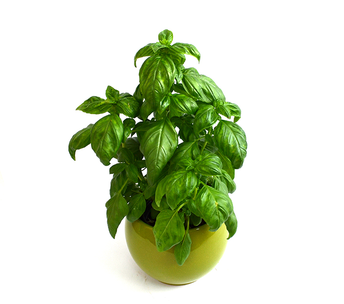 1501654704busuioc_de_vanzare_plante_aromatice_medicinale.jpeg