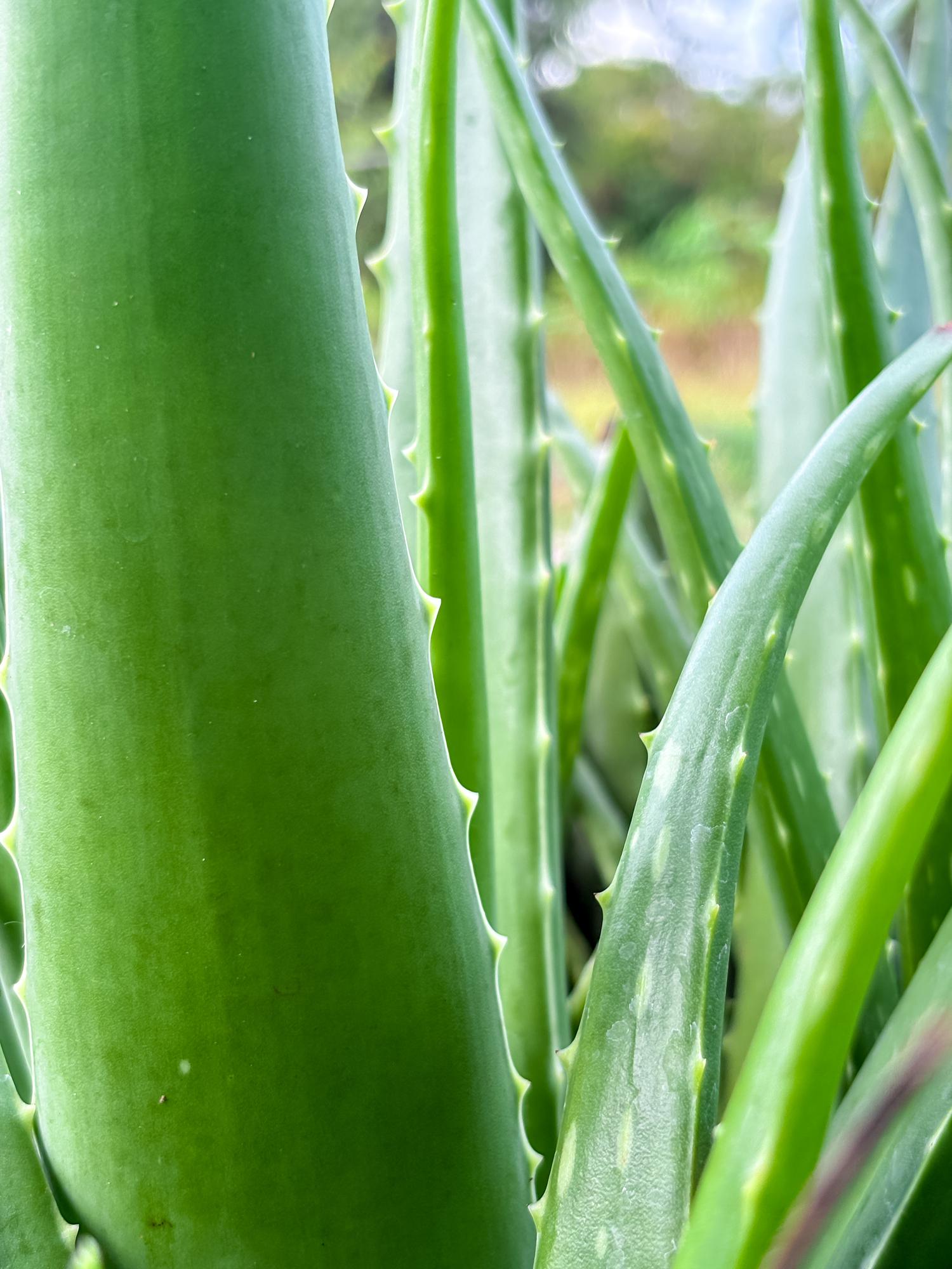 aloe_vera_planta_medicinala1.jpeg