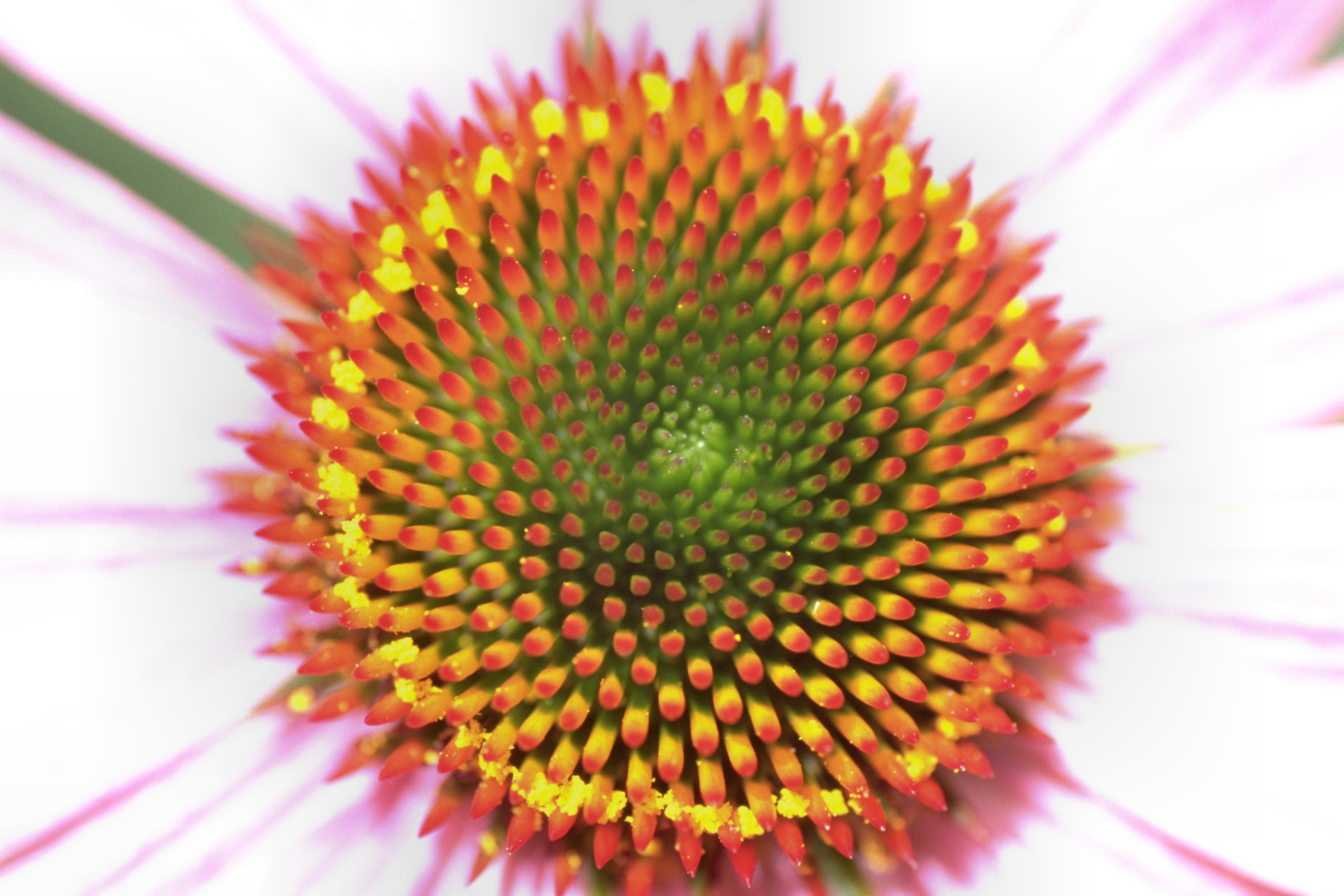 echinacea_planta_medicinala_2.jpeg
