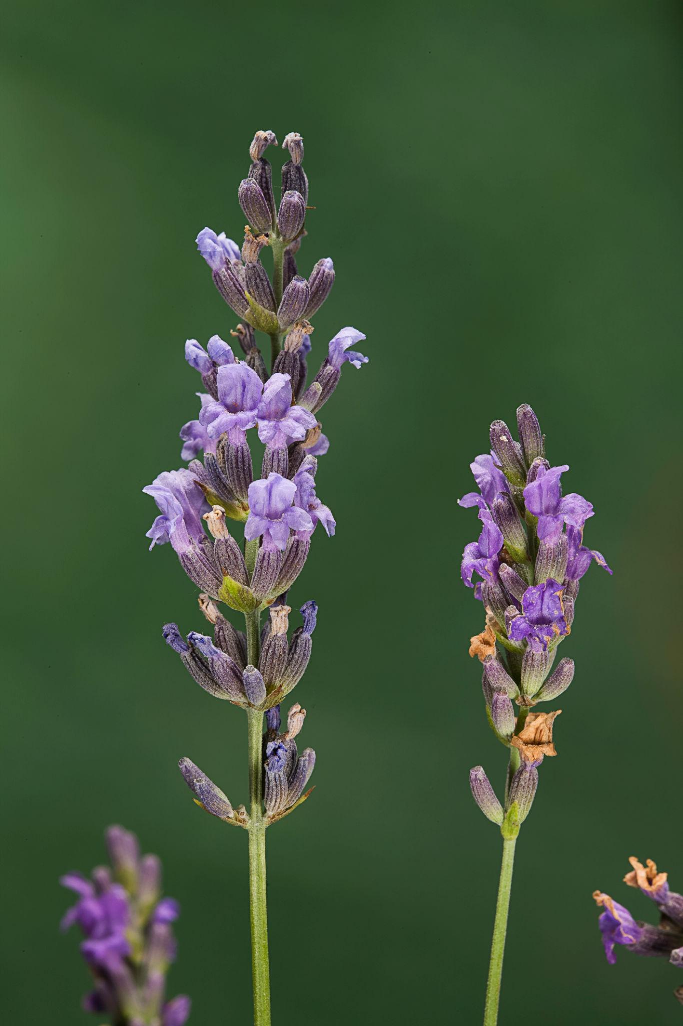 lavanda2.jpeg
