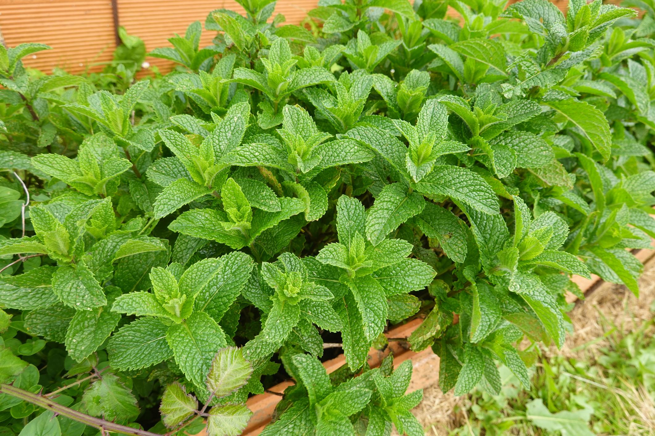 menta_plante_medicinale_1.jpeg