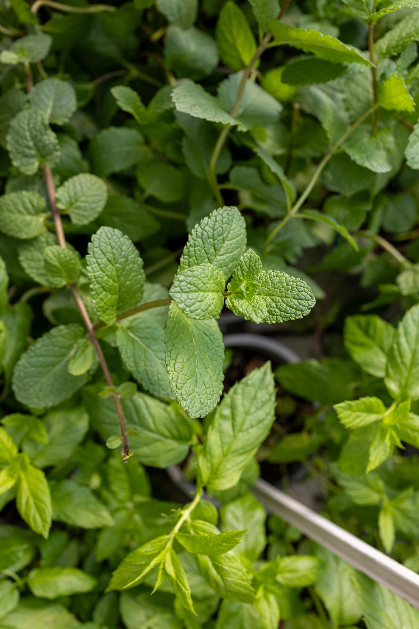 menta_plante_medicinale_2.jpeg