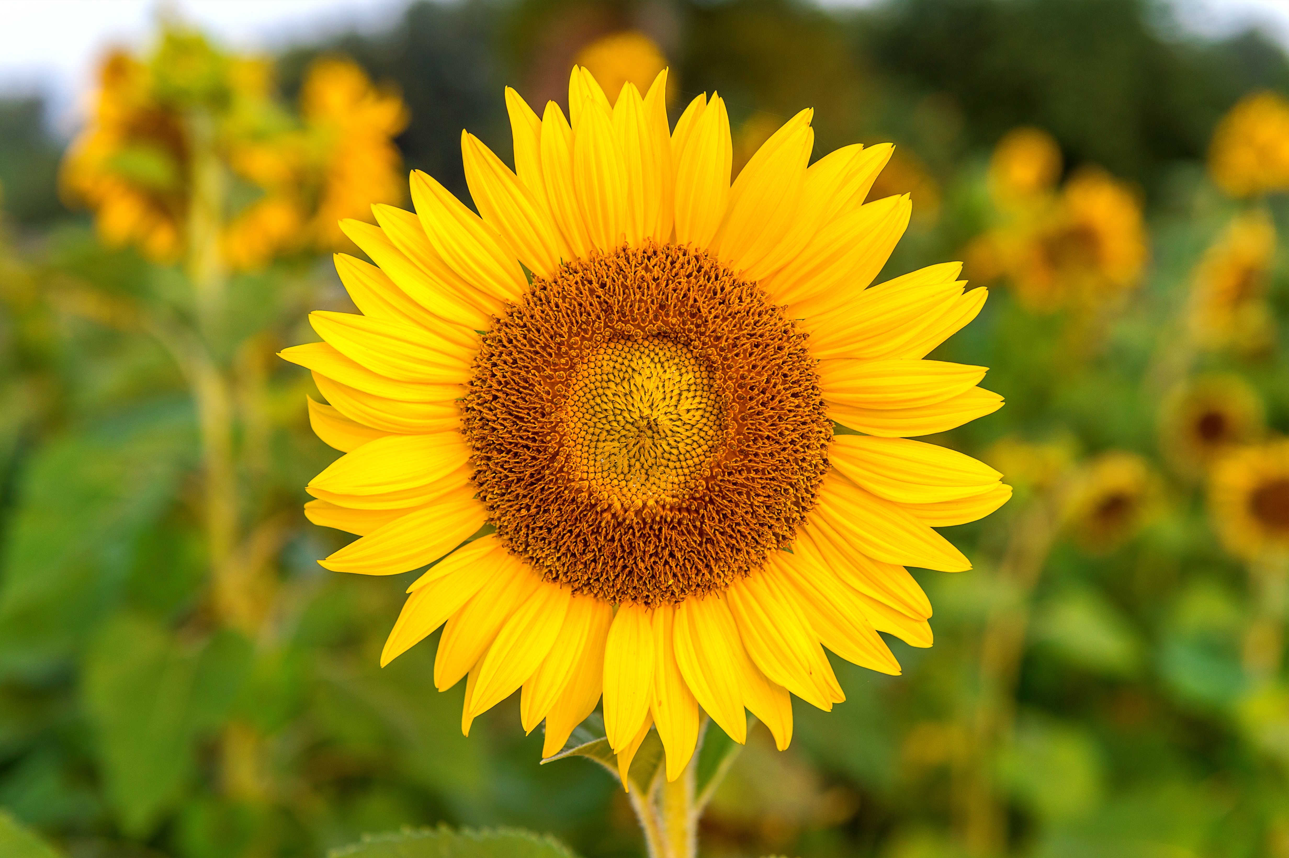 4 Motive pentru care Floarea Soarelui este perfectă pentru grădină