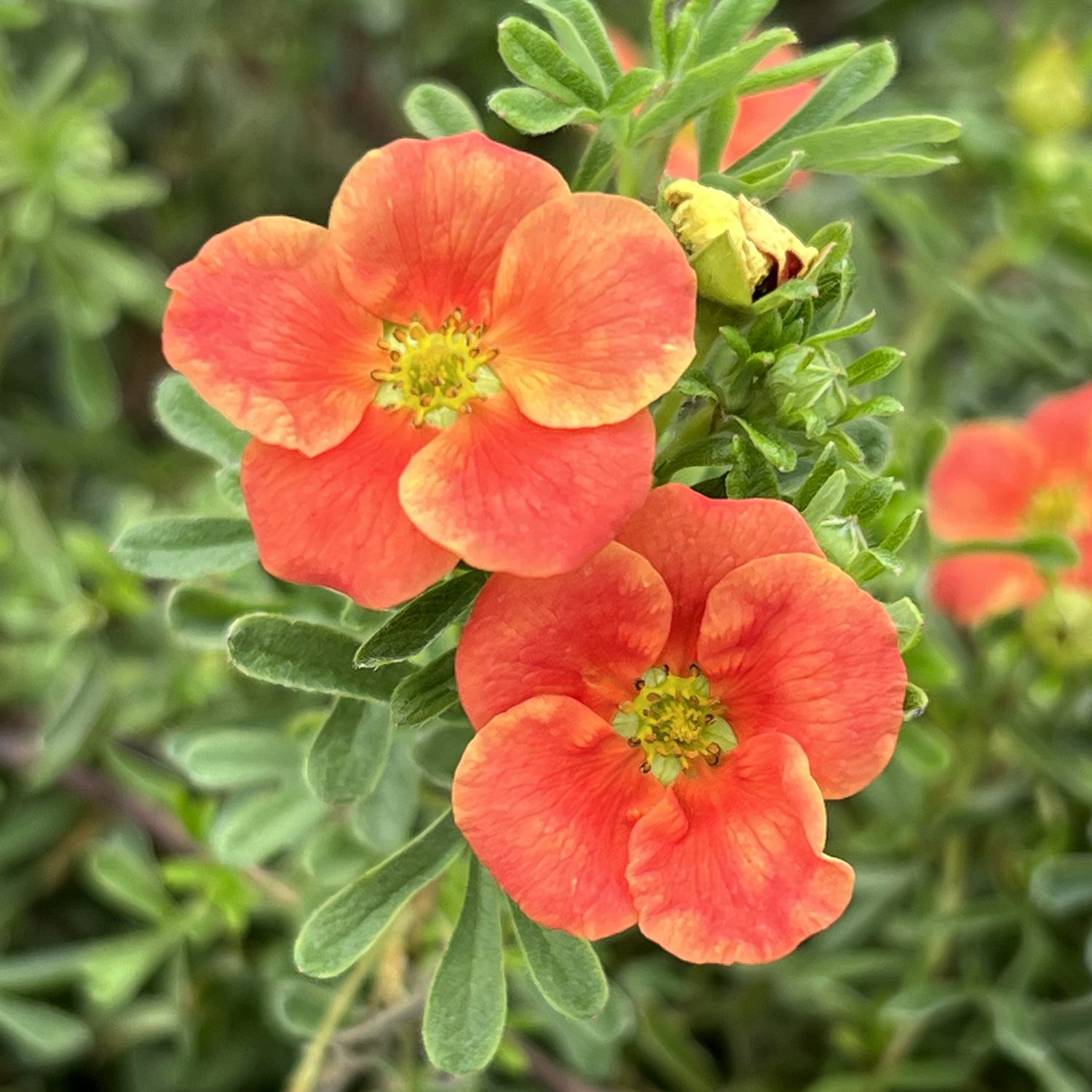 Potentilla fruticosa (Cinci-degete)