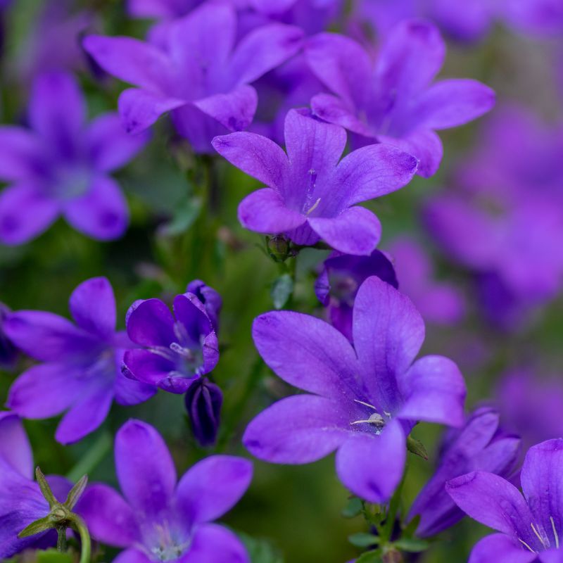 1688032838campanula_portenschlagiana.jpg