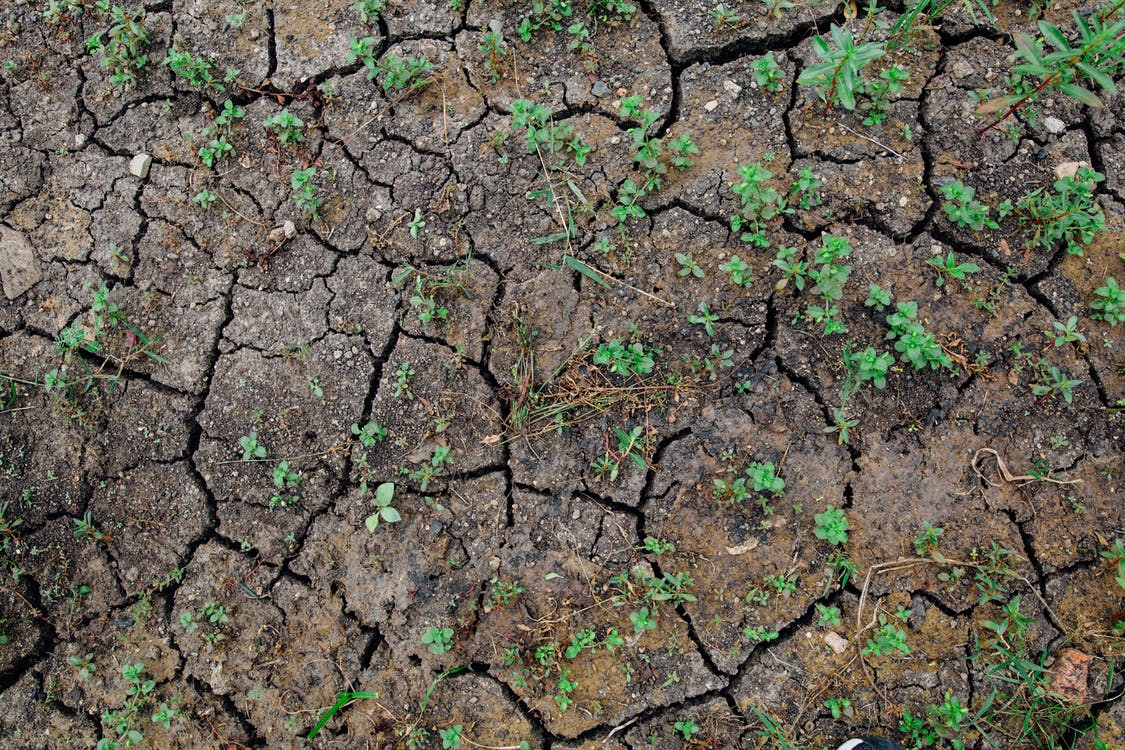 Canicula și seceta: Cum cum să preveniți și să reduceți stresul termic la plante