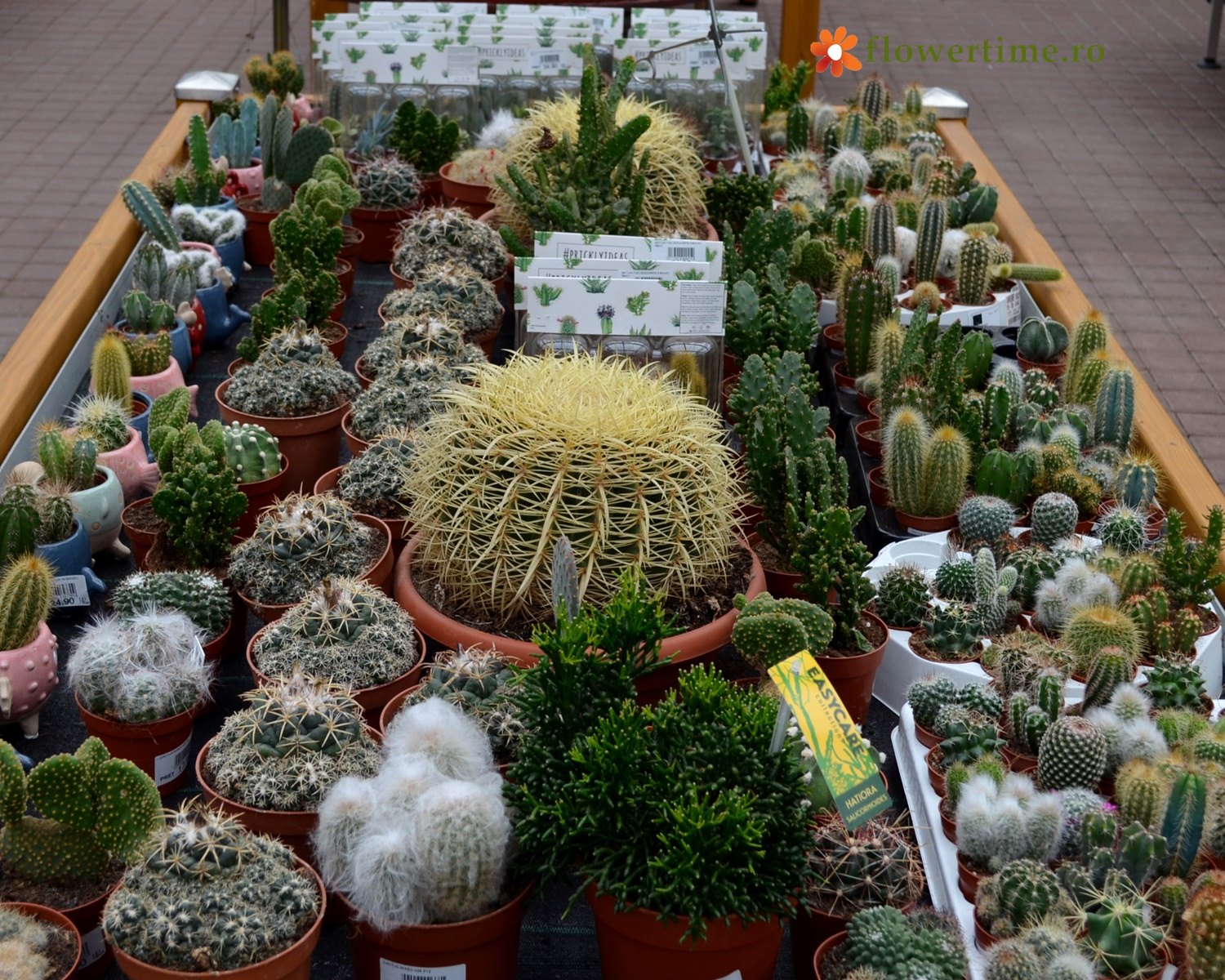 cactusi.jpg