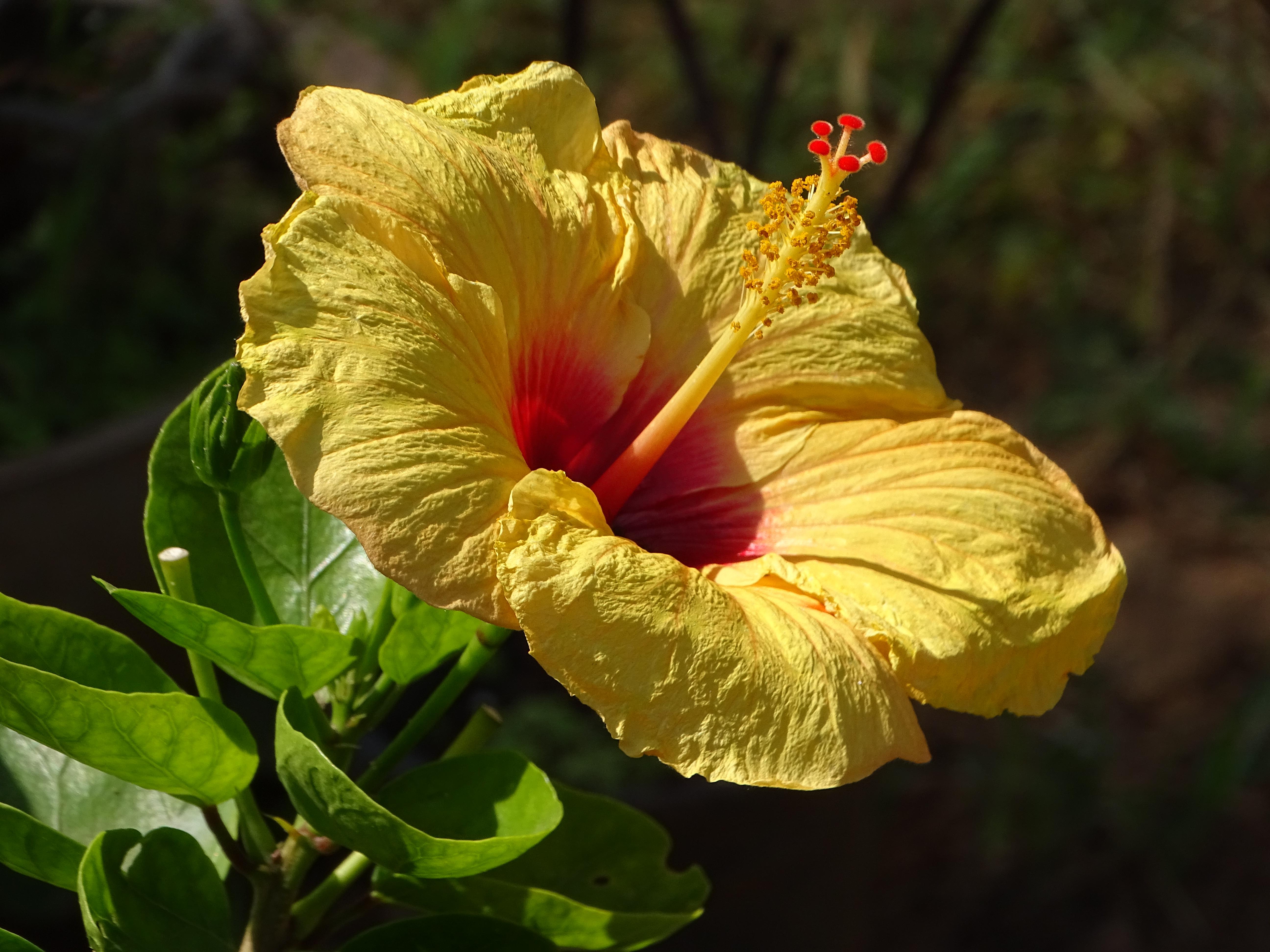 hibiscus_galben.jpeg