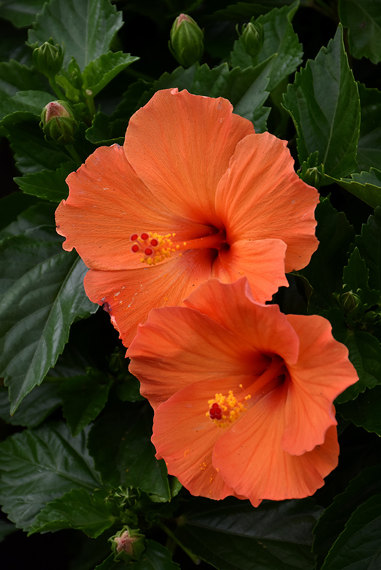 hibiscus_portocaliu.jpg