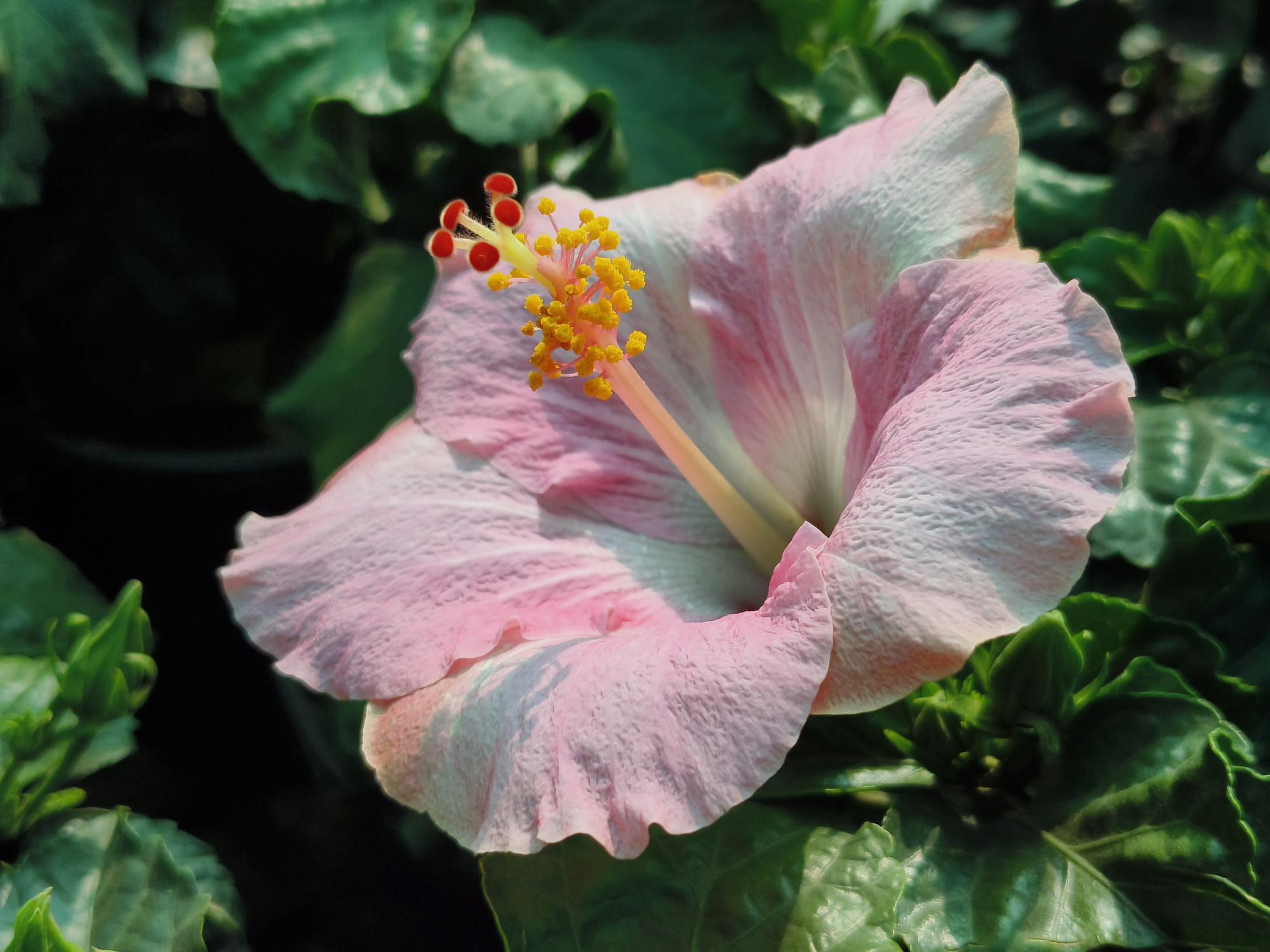 hibiscus_roz.jpeg