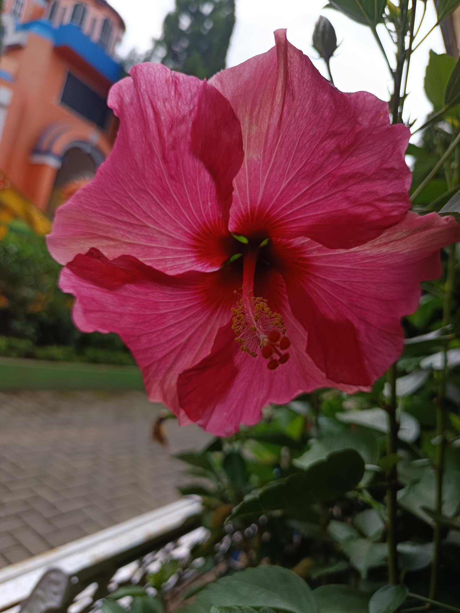 hibiscus_rozz.jpeg