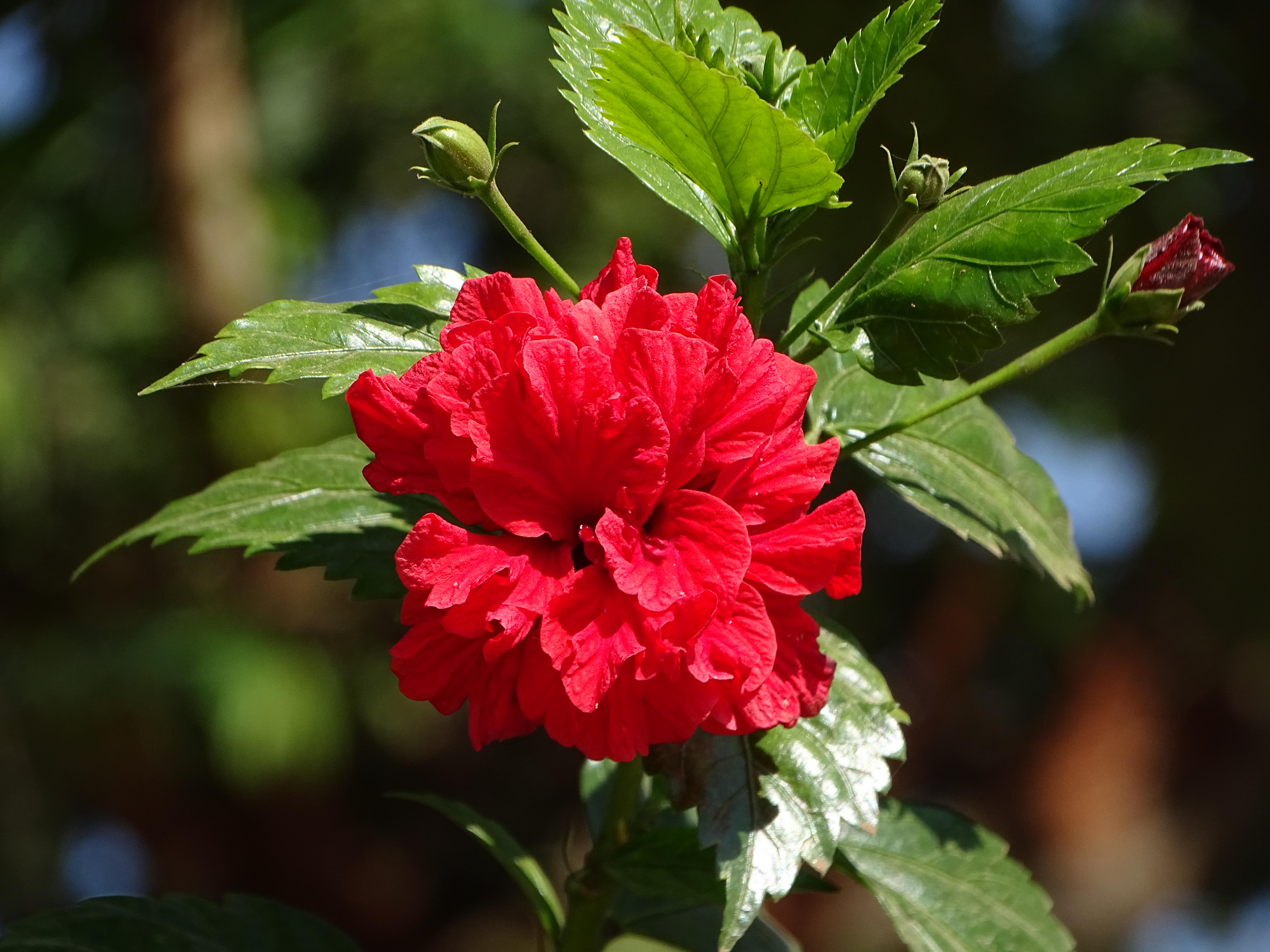 hibiscus_trandafir_chinezesc.jpeg