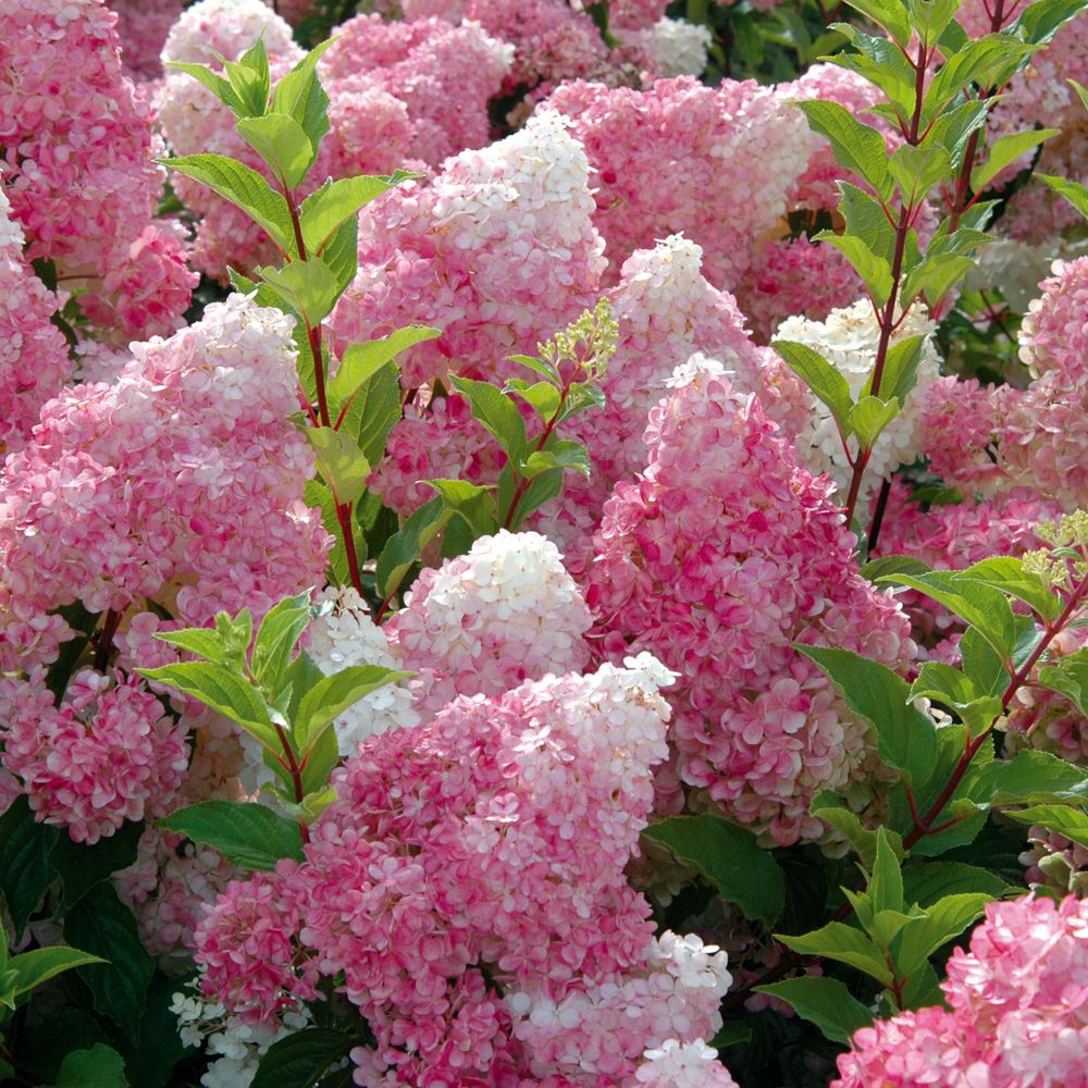 hortensia_paniculata.jpg