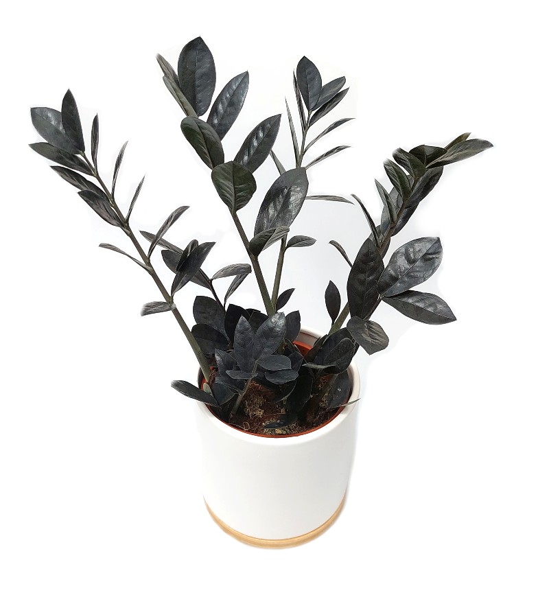 zamioculcas_zz_plant_z.jpg