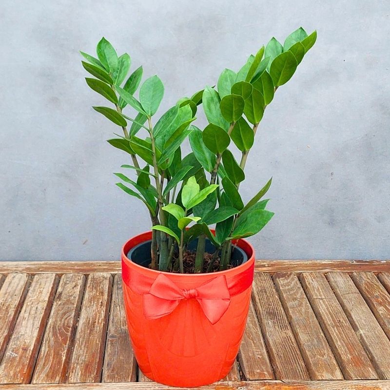 zz_plant.jpg