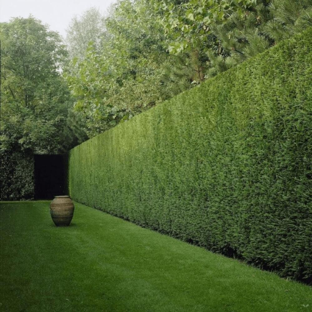 leilandia_cupressocyparis_leylandii_7l_1120.jpg