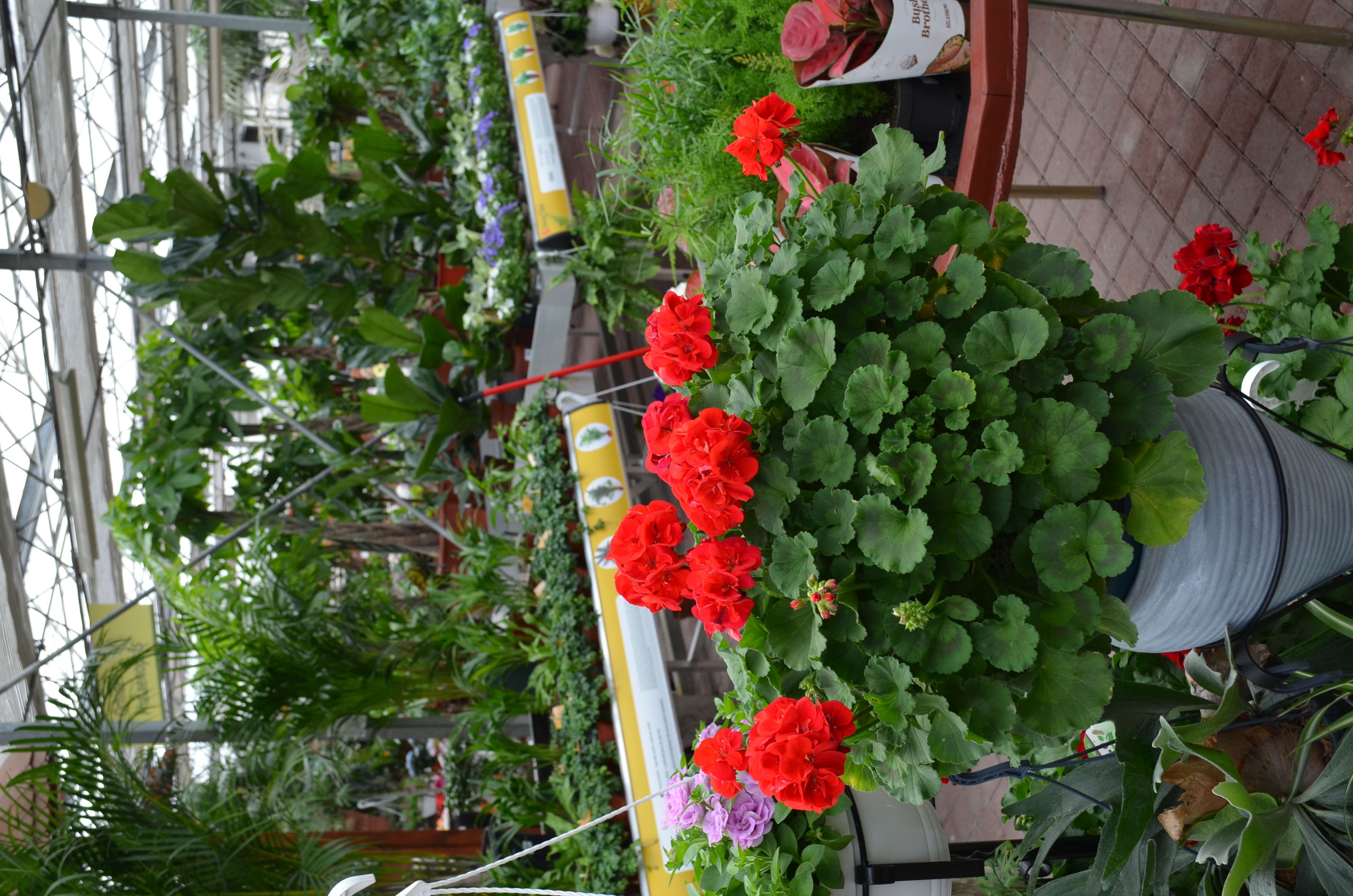 muscata_la_ghiveci_plantare.jpg