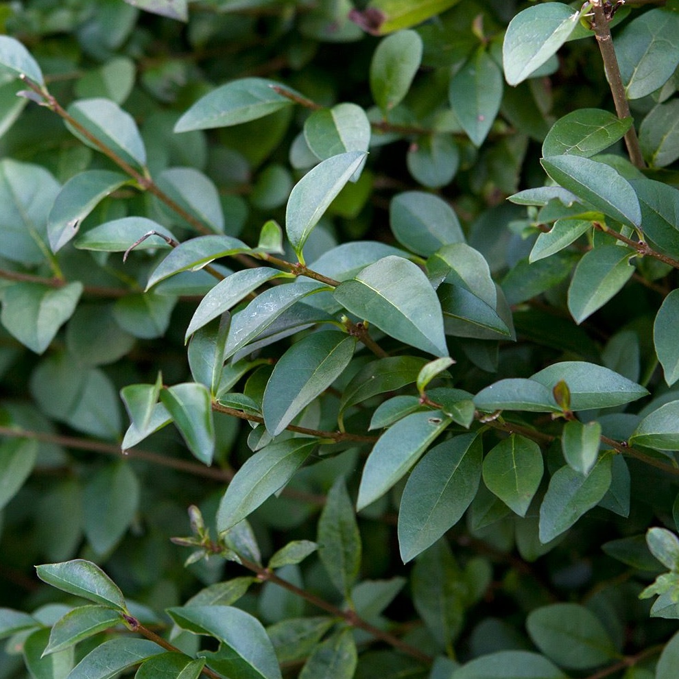 ligustrum_arbusti_ornamentali_nepretentiosi.jpg
