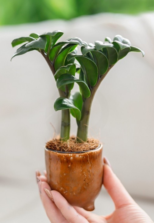 zenzi_zz_plant.jpg