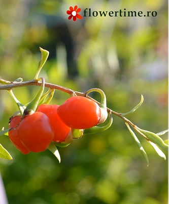 Goji – fructul miraculos din grădina ta