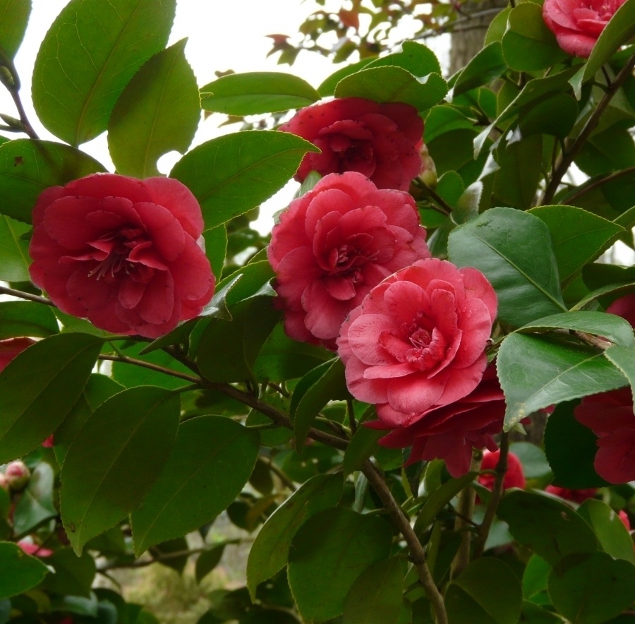 Îngrijirea plantei Camellia japonica