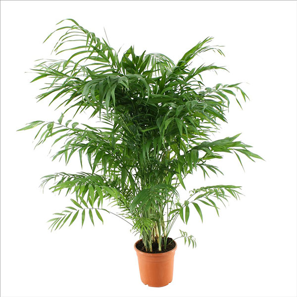 relax Snazzy Secrete TOP Plante care absorb umiditatea din apartament