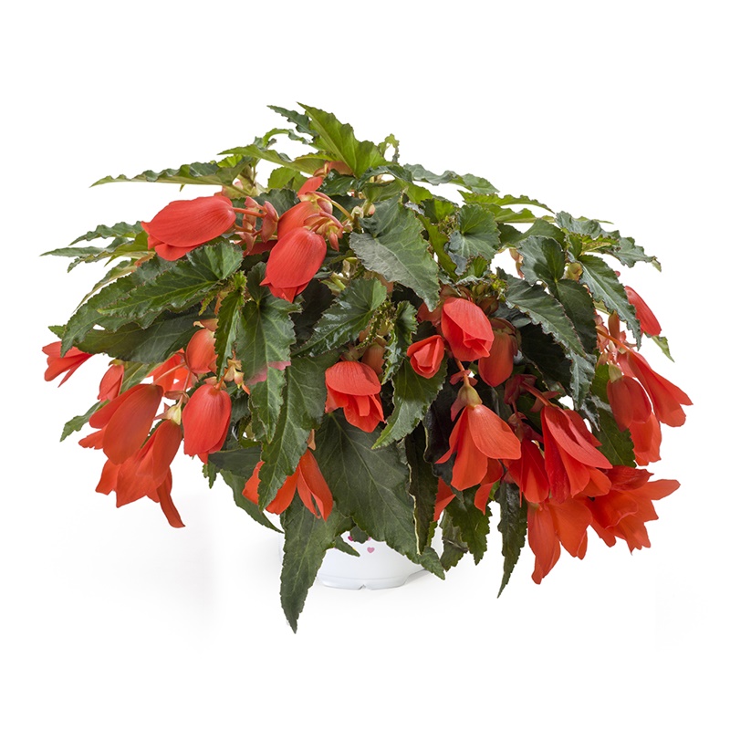 Clean the bedroom Event Troublesome Comanda Begonia curgatoare (Begonia pendula) - Plante de balcon de vanzare,  pret avantajos